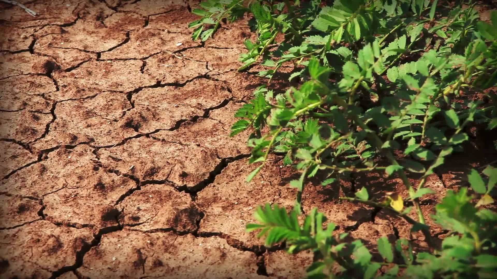 Globalization II Good or Bad? Crash Course World History English